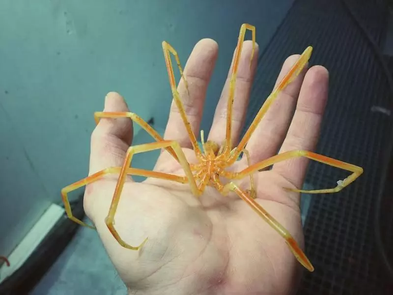 一張「海溝插畫」證明人類很無知 11種「長相很有創意」的深海生物也曝光 XD