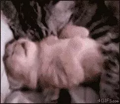 貓咪最蠢萌的六個瞬間.排名第一的你絕對想不到……