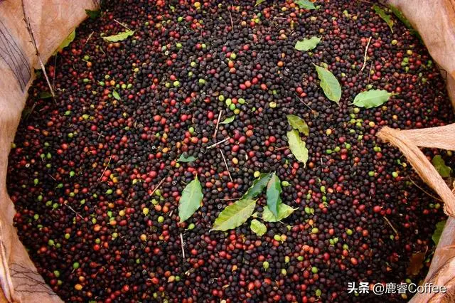 咖啡起源簡史,衣索比亞的咖啡故事