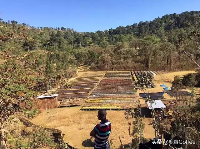 咖啡起源簡史,衣索比亞的咖啡故事
