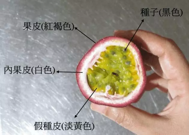 吃了這麼久的百香果,現在才知道百香果是要這樣吃....才會保護心臟降血壓,連膝關節也好了!