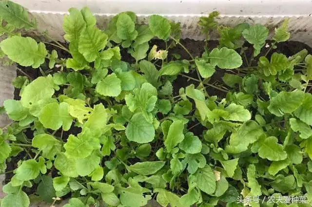 這個蔬菜是【天然的鈣片】,種進花盆中長瘋快,15天就能吃 !