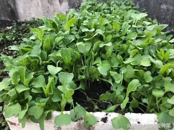 這個蔬菜是【天然的鈣片】,種進花盆中長瘋快,15天就能吃 !