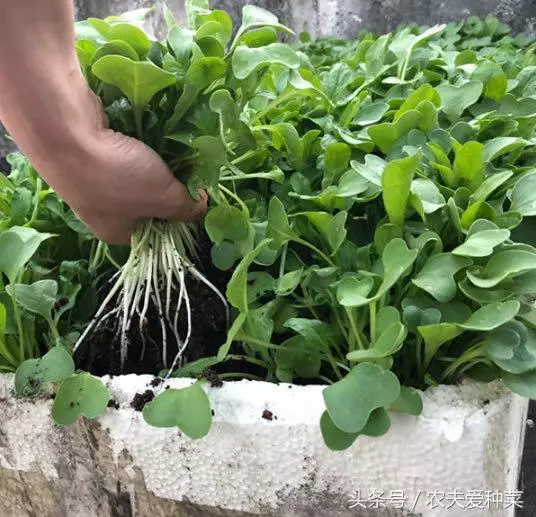 這個蔬菜是【天然的鈣片】,種進花盆中長瘋快,15天就能吃 !