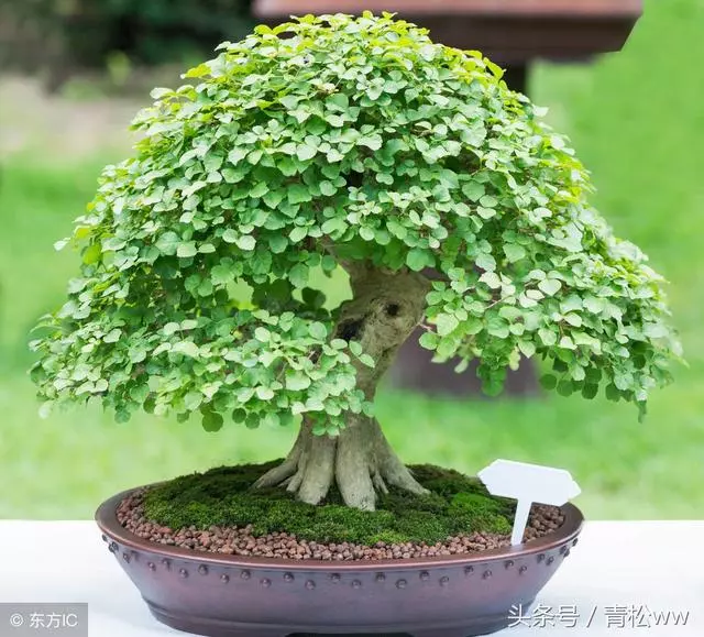 盆景入門必讀,深析導致養樁失敗的原因,值得一看