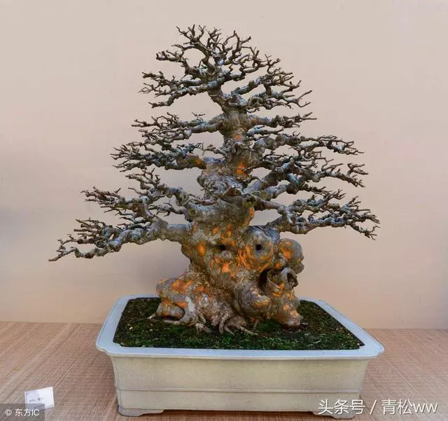 盆景入門必讀,深析導致養樁失敗的原因,值得一看