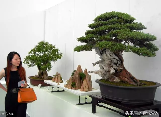 盆景入門必讀,深析導致養樁失敗的原因,值得一看