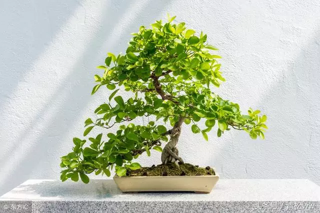 盆景入門必讀,深析導致養樁失敗的原因,值得一看