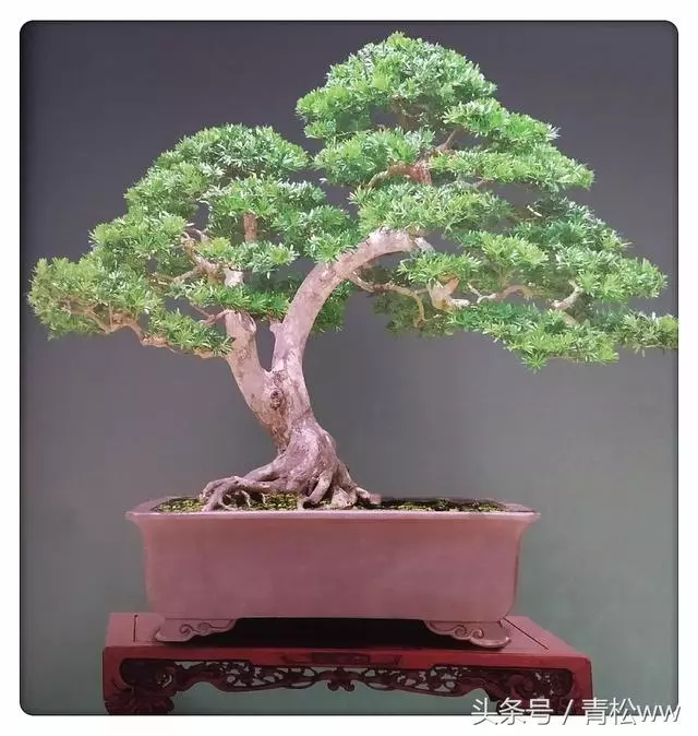 盆景技法,羅漢松盆景速成技巧