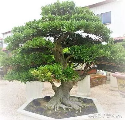 盆景技法,羅漢松盆景速成技巧