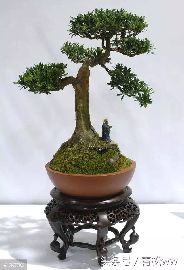 盆景技法,羅漢松盆景速成技巧