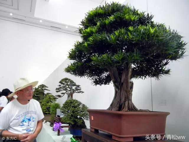 盆景技法,羅漢松盆景速成技巧