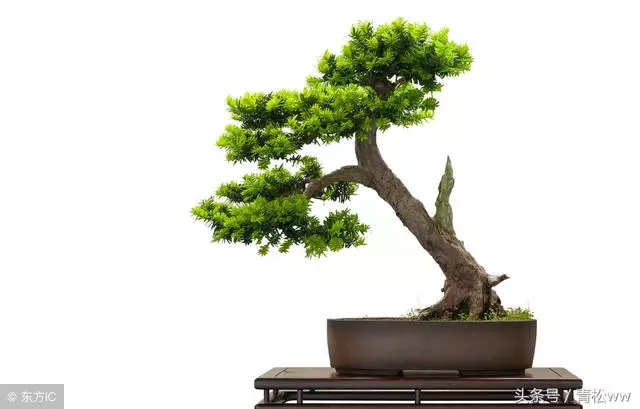 盆景技法,羅漢松盆景速成技巧