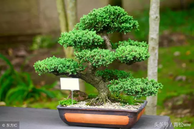 盆景技法,羅漢松盆景速成技巧