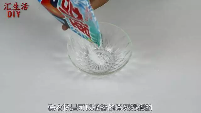 【超實用】趕走蟑螂的妙方:家中放一片葉子,一晚蟑螂就會全部消失