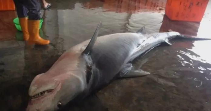漁夫撒網捕抓到這條「看起來有點古怪」的鯊魚,把魚肚子「解剖」後才流冷汗「還好發現得早!」