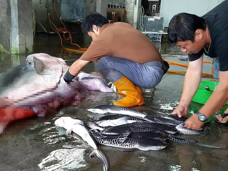 漁夫撒網捕抓到這條「看起來有點古怪」的鯊魚,把魚肚子「解剖」後才流冷汗「還好發現得早!」