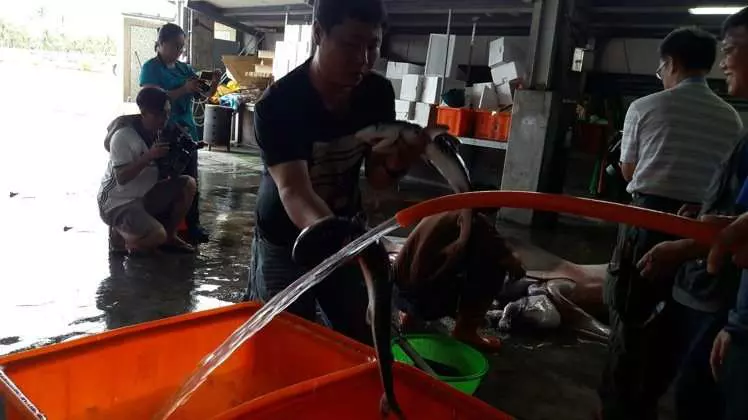 漁夫撒網捕抓到這條「看起來有點古怪」的鯊魚,把魚肚子「解剖」後才流冷汗「還好發現得早!」