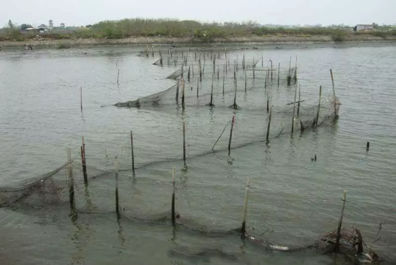 漁夫撒網捕抓到這條「看起來有點古怪」的鯊魚,把魚肚子「解剖」後才流冷汗「還好發現得早!」