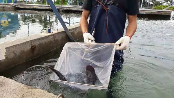 漁夫撒網捕抓到這條「看起來有點古怪」的鯊魚,把魚肚子「解剖」後才流冷汗「還好發現得早!」