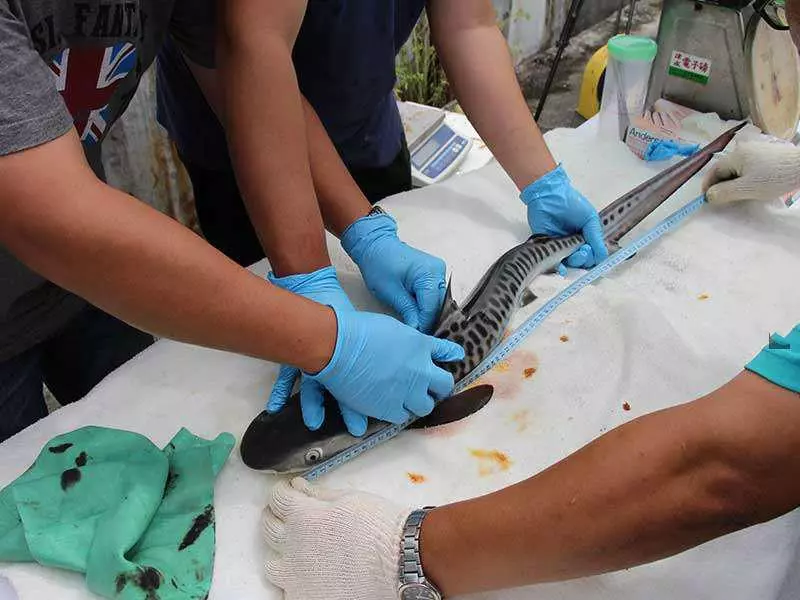 漁夫撒網捕抓到這條「看起來有點古怪」的鯊魚,把魚肚子「解剖」後才流冷汗「還好發現得早!」