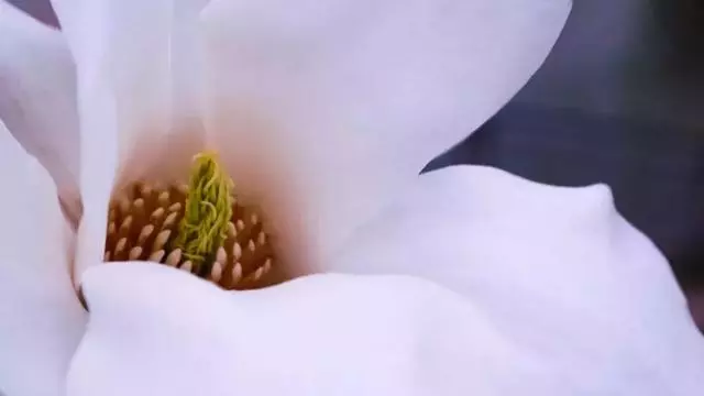 拍好玉蘭花的13個技巧,帶著思路去拍才有收穫