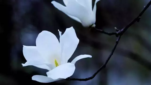 拍好玉蘭花的13個技巧,帶著思路去拍才有收穫