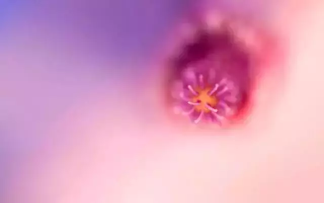 拍好玉蘭花的13個技巧,帶著思路去拍才有收穫