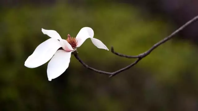 拍好玉蘭花的13個技巧,帶著思路去拍才有收穫
