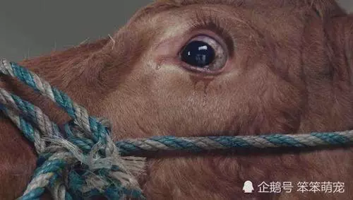 牛被殺時為什麼會流眼淚?聽了專家的分析,網友:不敢再吃牛肉了!