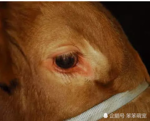 牛被殺時為什麼會流眼淚?聽了專家的分析,網友:不敢再吃牛肉了!