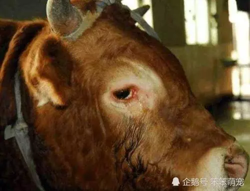 牛被殺時為什麼會流眼淚?聽了專家的分析,網友:不敢再吃牛肉了!