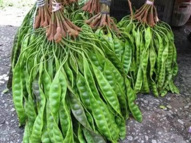 不敢相信!臭豆 (Petai) 原來有那麼多的功效!看完後你還敢不敢不吃?