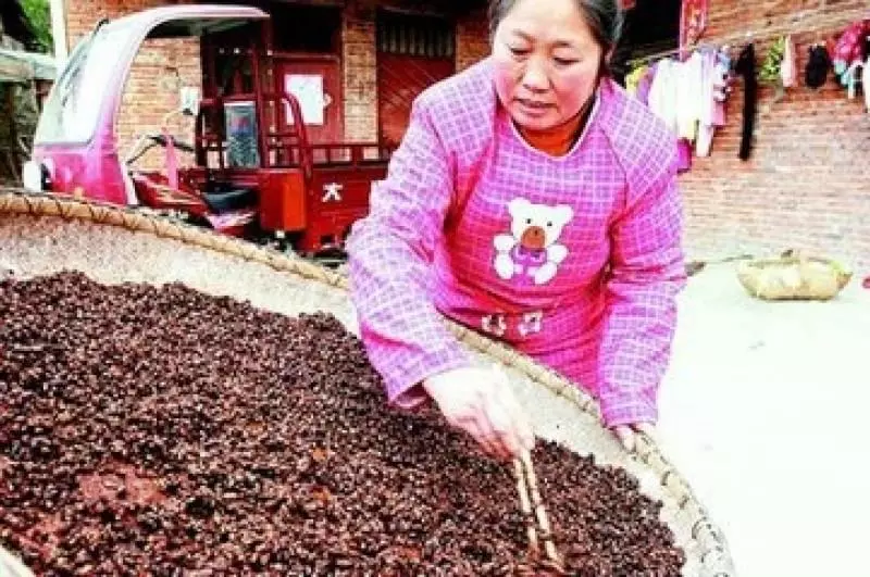 不敢相信!臭豆 (Petai) 原來有那麼多的功效!看完後你還敢不敢不吃?