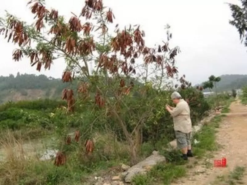不敢相信!臭豆 (Petai) 原來有那麼多的功效!看完後你還敢不敢不吃?