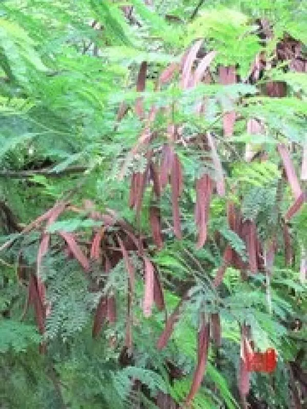 不敢相信!臭豆 (Petai) 原來有那麼多的功效!看完後你還敢不敢不吃?