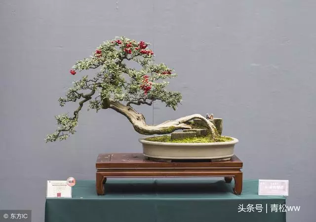 盆景技法,放養在盆景製作中的具體運用
