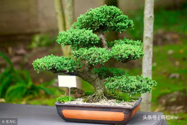 盆景技法,放養在盆景製作中的具體運用