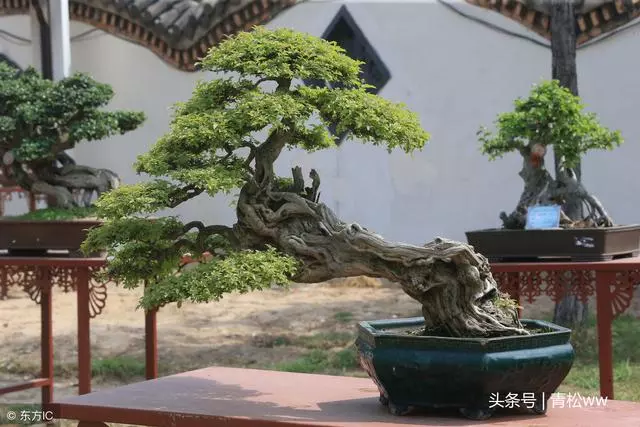 盆景技法,放養在盆景製作中的具體運用