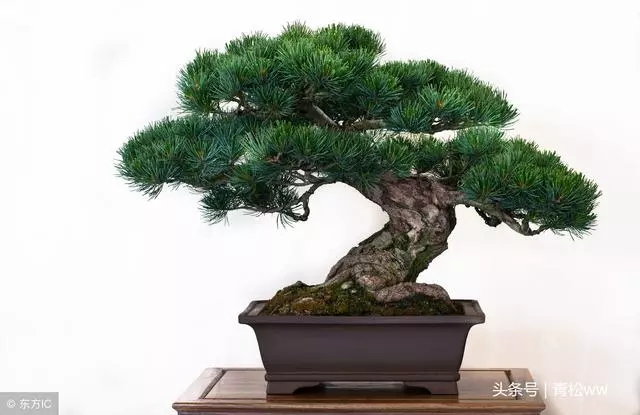 盆景技法,放養在盆景製作中的具體運用