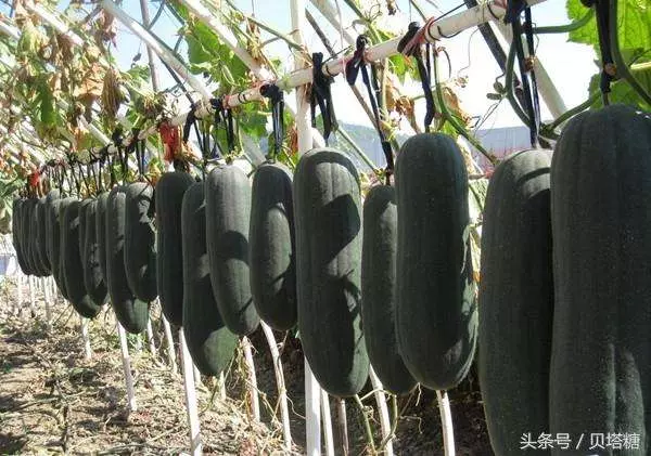 糖尿病、高血壓很怕這4種蔬菜,常吃併發症都遠離