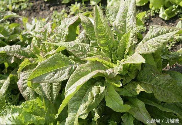 糖尿病、高血壓很怕這4種蔬菜,常吃併發症都遠離