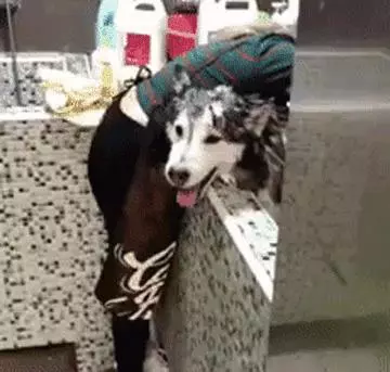別再說狗狗不願意洗澡了,那是你方法不對