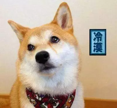 別再說狗狗不願意洗澡了,那是你方法不對