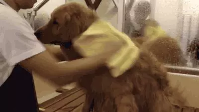 別再說狗狗不願意洗澡了,那是你方法不對