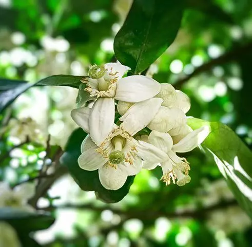 脾胃虛,頭髮差?春日補脾正當時!