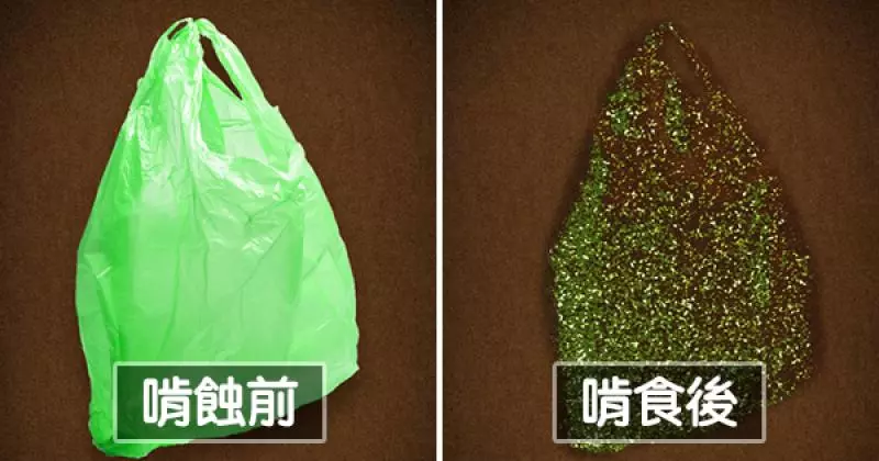 科學家發現地球救星「吃塑膠蟲」 百隻齊聚12小時嗑光一個塑膠袋 - 爆新聞