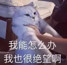 全球最友好貓咪排名|一起來吸貓,一起喵喵喵喵喵!