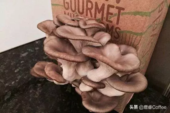 咖啡如何環保,為了口感你選一次性還是選永久?