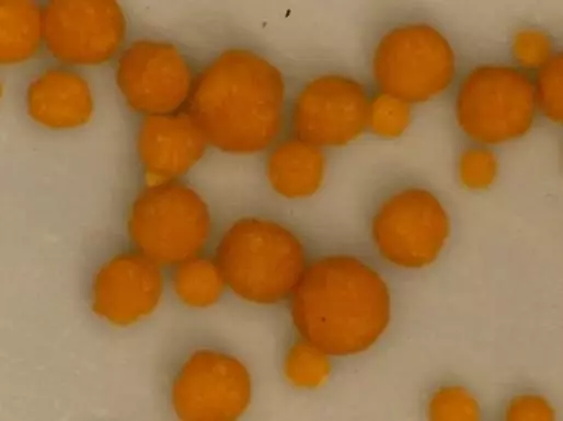 科學角度解釋:舍利子究竟是什麼?